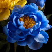 View 💙💛Blue Yellow Peony Flower Seeds image 5