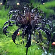 View 🌺Spider Lily - Light Pink🌺 image 3