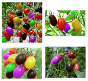 View Colorful Cherry Tomatoes Seeds image 3