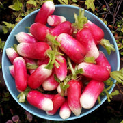 View Thumb Fruit Radish Seeds image 6