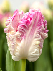 View Cabanna Parrot Tulip Seeds image 5