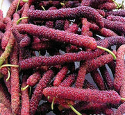 View Four seasons long fruit mulberry seeds image 5