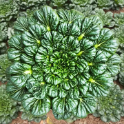 View 🥬Brassica Narinosa Seeds 🥬 image 2