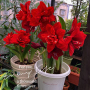 View 🌺Double-Petaled Perfume Amaryllis Bulbs image 2