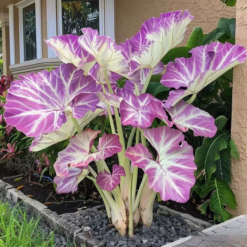 🎁2025 Special Offer🌿 Fire & Ice Rare Hosta Flower Seeds
