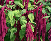 View Amaranth Seeds- Love Lies Bleeding image 4