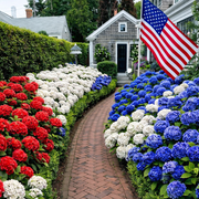 View 🔥 Limited Edition! Red, White & Blue Hydrangeas for America’s 250th 🇺🇸 image 4