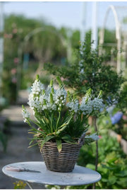View 🌸 Sacred Heart Lily Bulbs – A Perennial Treasure for Your Garden image 6