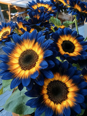 View 🌌🔥 Blue Flame Sunflower Seeds – The Rarest Sunflower You'll Ever Grow! 🌻 image 2