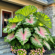 View 🌈 Giant Caladium Bulbs 🎊The color wizard that creates a dream garden 🌿✨ image 4