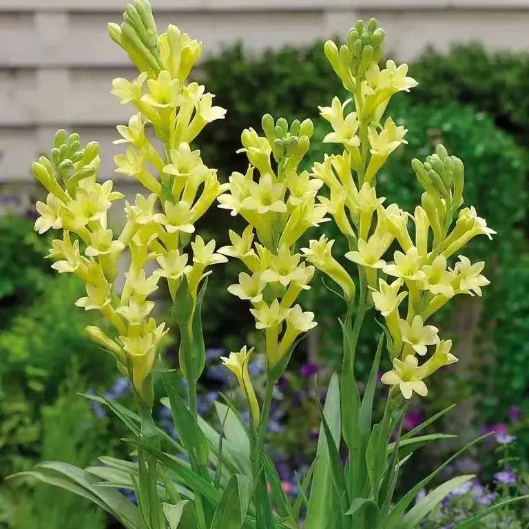 🔥[Limited Time Sale]Tuberose🌸 Bulbs! Enjoy 💥50% off, come by and grab it!