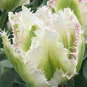 View Snow Valley Tulip Seeds image 3