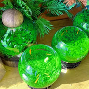 View 🌿Air Purifying Fish Tank Aquatic Plant Seeds image 1