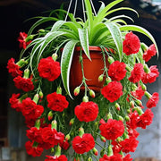 View Grand Bloom Spider Plant Seeds/Bulbs 💐 Nature's Hanging Masterpiece of Color & Grace image 2