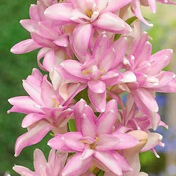 🔥[Limited Time Sale]Tuberose🌸 Bulbs! Enjoy 💥50% off, come by and grab it!