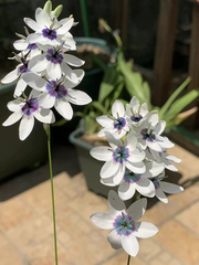 View Rare White-Patterned Valley Iris image 3