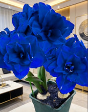 View 🌺Double-Petaled Perfume Amaryllis Bulbs image 2