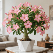 View Rainbow Desert Rose - Cold and Heat resistant, Easy to survive image 2