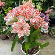 View 🌺Double-Petaled Perfume Amaryllis Bulbs image 4