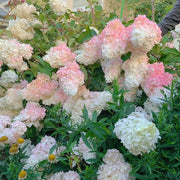 View 🌺Panicle Hydrangea Seeds image 4