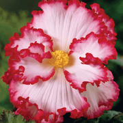 View Begonia Flower Seeds image 1