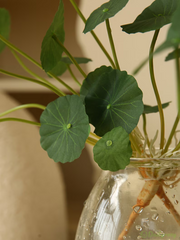 View Copperleaf Seeds: Grow Your Own Luck and Prosperity! 🌿💰 image 5