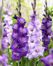 View 🎉Limited Time Offer: 50% Off : Gladiolus Bulbs! image 5