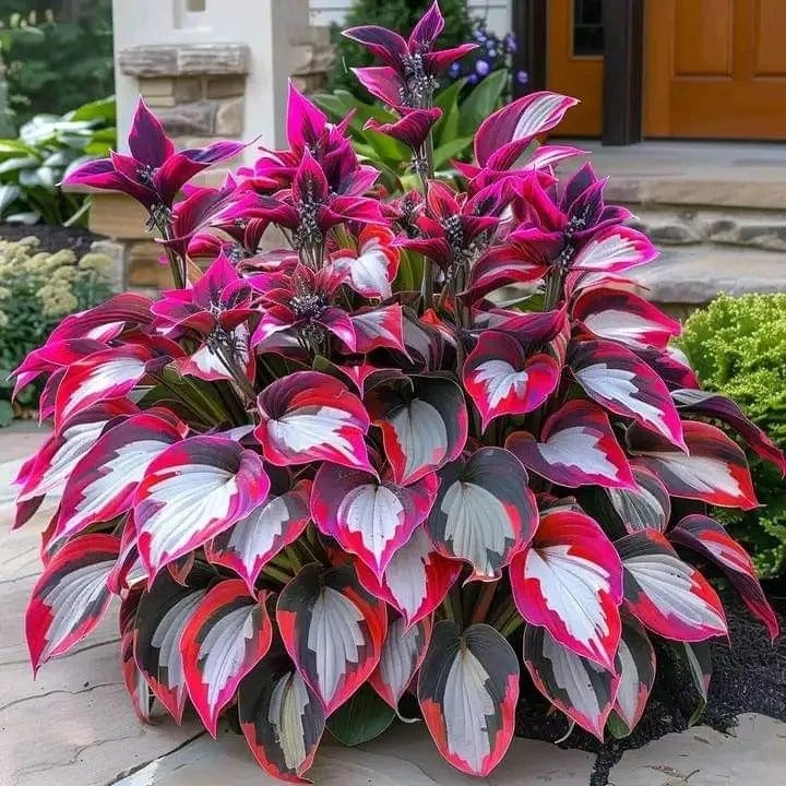 🌿 Rare Hosta Seeds — Premium, Shade-Loving Perennials with Lush Foliage🌈