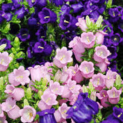 View Chimes Flowers Seeds image 4