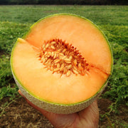 View Melon Divergent F1 Organic image 1