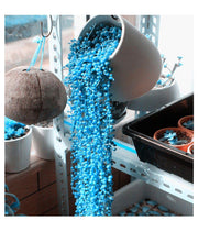 View BLUE PEARL CHLOROPHYTUM SEEDS image 4