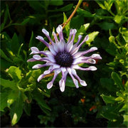 View Blue Eye Chrysanthemum - White Peony ⏳Long-lasting Blooms image 3