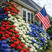 View 🔥 Limited Edition! Red, White & Blue Hydrangeas for America’s 250th 🇺🇸 image 1