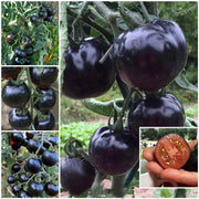 View 50/100 Organic Indigo Rose Tomato Seeds, Heirloom, Non-GMO, Solanum Lycopersicum image 1