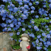 View Blue Plumbago Flower Seeds - Blue Gem in the Garden image 1