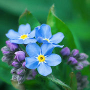 View Alpine Forget Me Not Mixed Seeds - Myosotis alpestris - Biennial Flower Seeds - Organic Seeds image 6