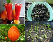 View Gac fruit seeds, Gac Melon Vine Momordica Cochinchinensis seeds image 6