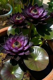View 🌌💜 Shadow Essence Lotus – A Rare Beauty for Your Garden 🌸 image 5