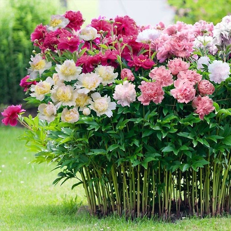 Colorful Peony Flower-Over 7 Colors