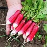 View Thumb Fruit Radish Seeds image 1