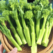 View 🥦 Easy to Grow, Hard to Resist – Broccoli Stem Seeds for Every Home Garden image 2
