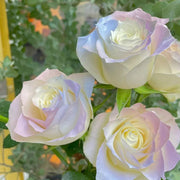 View Rare Seeds - Datura Langaros Roses of the Western Regions image 4