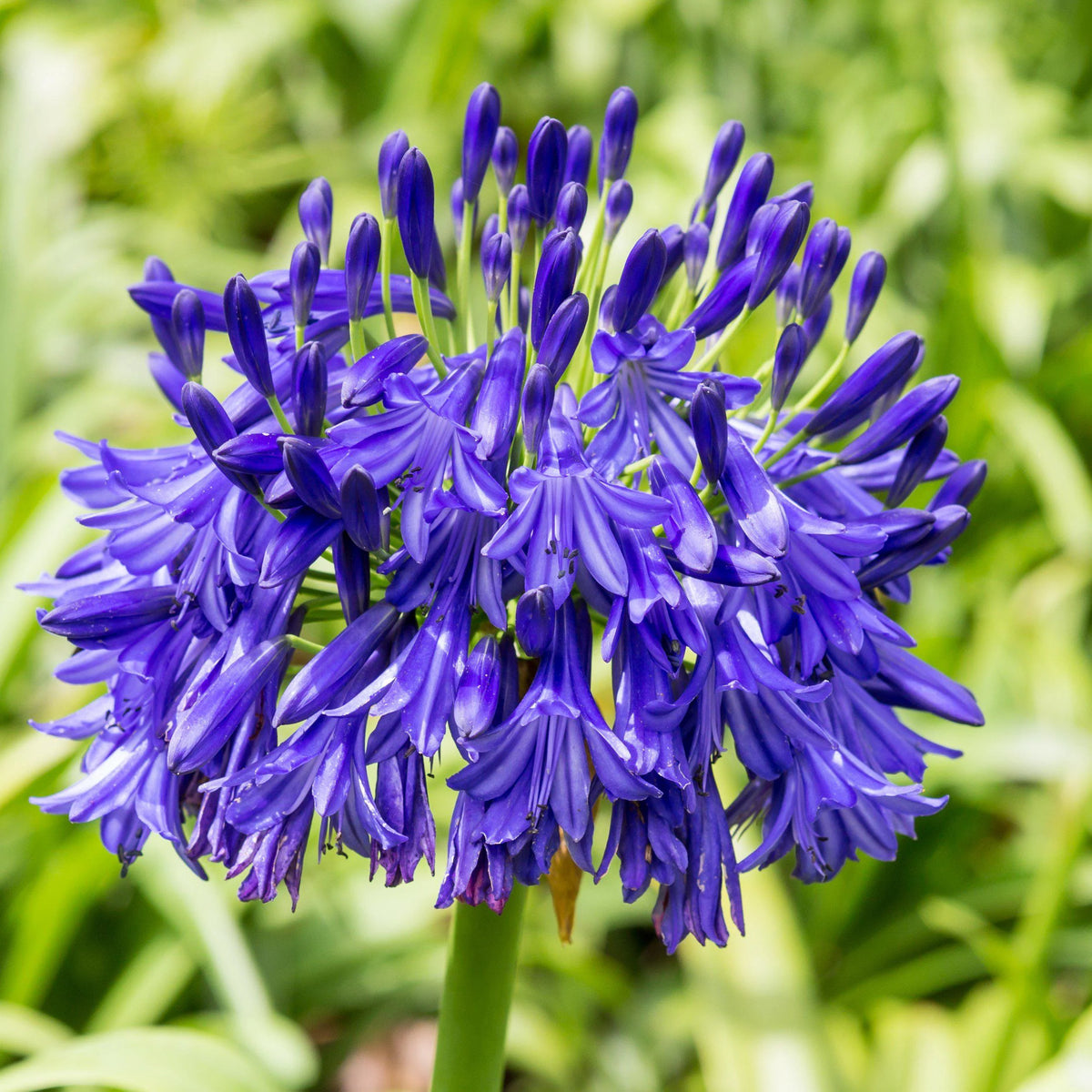 Agapanthus africanus 'Black Buddhist'