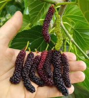 View Four seasons long fruit mulberry seeds image 6