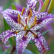 View Aurora Lily-Rare Exquisite Lily Bulbs 🌸 image 2