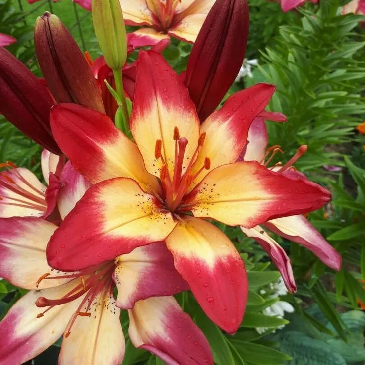 Aurora Lily-Rare Exquisite Lily Bulbs 🌸