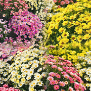 View 🌼Pest Killer: Pyrethrum Daisy Seeds image 2