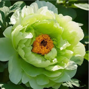 View Red Yellow Peony Seeds – Symbol of luck and wealth image 6