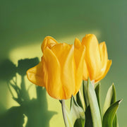 View Golden Parade Tulip Seeds image 5