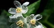 View Crystal Flower Seeds image 4